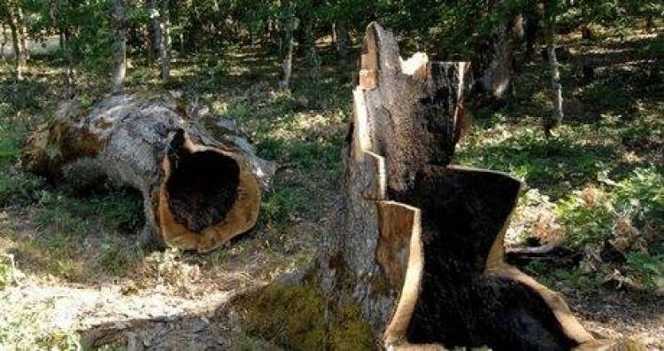 ΥΠΕΚΑ: Πλαφόν στα ξύλα που κόβουν οι πολίτες