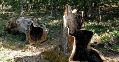 ΥΠΕΚΑ: Πλαφόν στα ξύλα που κόβουν οι πολίτες