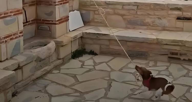 &Sigma;&kappa;ύ&lambda;&omicron;&sigmaf; &chi;&tau;&upsilon;&pi;ά &tau;&eta;&nu; &kappa;&alpha;&mu;&pi;ά&nu;&alpha; &sigma;&epsilon; &epsilon;&kappa;&kappa;&lambda;&eta;&sigma;ί&alpha; &sigma;&tau;&eta;&nu; &Kappa;&rho;ή&tau;&eta; &kappa;&alpha;&iota; &gamma;ί&nu;&epsilon;&tau;&alpha;&iota; viral, &delta;&epsilon;ί&tau;&epsilon; &beta;ί&nu;&tau;&epsilon;&omicron;