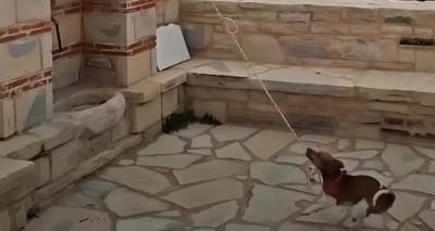 &Sigma;&kappa;ύ&lambda;&omicron;&sigmaf; &chi;&tau;&upsilon;&pi;ά &tau;&eta;&nu; &kappa;&alpha;&mu;&pi;ά&nu;&alpha; &sigma;&epsilon; &epsilon;&kappa;&kappa;&lambda;&eta;&sigma;ί&alpha; &sigma;&tau;&eta;&nu; &Kappa;&rho;ή&tau;&eta; &kappa;&alpha;&iota; &gamma;ί&nu;&epsilon;&tau;&alpha;&iota; viral, &delta;&epsilon;ί&tau;&epsilon; &beta;ί&nu;&tau;&epsilon;&omicron;