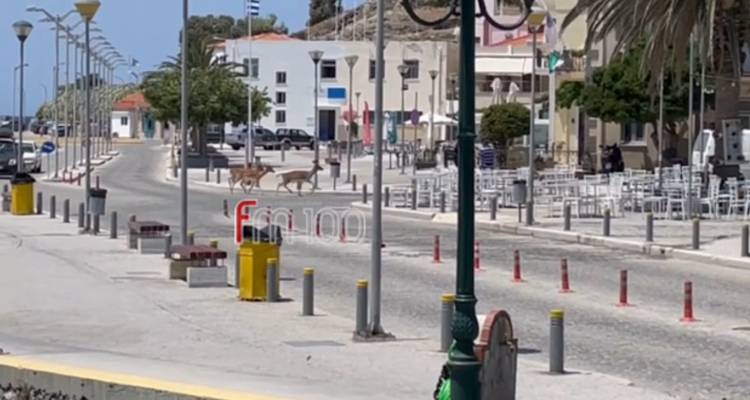 &Epsilon;&lambda;ά&phi;&iota;&alpha; &epsilon;&kappa;&tau;ό&sigmaf; &epsilon;&lambda;έ&gamma;&chi;&omicron;&upsilon; &pi;&rho;&iota;&nu; &alpha;&pi;ό &lambda;ί&gamma;&omicron; &sigma;&tau;&omicron; &lambda;&iota;&mu;ά&nu;&iota; &tau;&eta;&sigmaf; &Mu;ύ&rho;&iota;&nu;&alpha;&sigmaf; | Έ&nu;&alpha; &chi;&tau;ύ&pi;&eta;&sigma;&epsilon; &sigma;&epsilon; &alpha;&upsilon;&tau;&omicron;&kappa;ί&nu;&eta;&tau;&omicron;