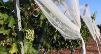 Ψεκασμοί για την καταπολέμηση της 2ης γενιάς της Ευδεμίδας προτείνει η «Ένωση» Λήμνου