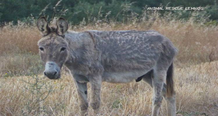 To Animal Rescue Lemnos &epsilon;&nu;&eta;&mu;&epsilon;&rho;ώ&nu;&epsilon;&iota; &gamma;&iota;&alpha; &tau;&omicron;&nu; &epsilon;&gamma;&kappa;&alpha;&tau;&alpha;&lambda;&epsilon;&lambda;&epsilon;&iota;&mu;&mu;έ&nu;&omicron; &gamma;&alpha;ϊ&delta;&alpha;&rho;ά&kappa;&omicron;