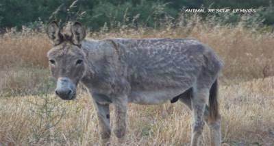 To Animal Rescue Lemnos &epsilon;&nu;&eta;&mu;&epsilon;&rho;ώ&nu;&epsilon;&iota; &gamma;&iota;&alpha; &tau;&omicron;&nu; &epsilon;&gamma;&kappa;&alpha;&tau;&alpha;&lambda;&epsilon;&lambda;&epsilon;&iota;&mu;&mu;έ&nu;&omicron; &gamma;&alpha;ϊ&delta;&alpha;&rho;ά&kappa;&omicron;