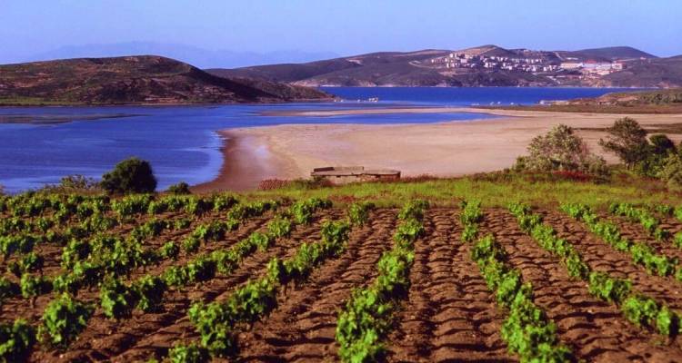 Η Λήμνος στα 7 ελληνικά νησιά που θα αγαπήσει κάθε οινόφιλος