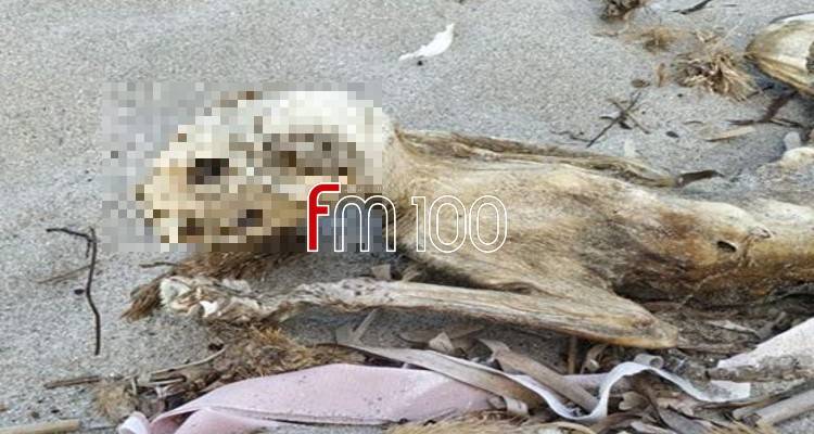 Ανατριχιαστικές εικόνες σε παραλία της Λήμνου