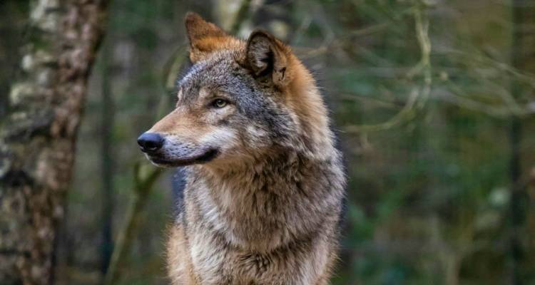 Το πρώτο υβρίδιο λύκου-σκύλου επιβεβαιώθηκε στην Ελλάδα | Πού εντοπίστηκε