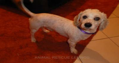 &Sigma;&kappa;&upsilon;&lambda;ά&kappa;&omicron;&sigmaf; &psi;ά&chi;&nu;&epsilon;&iota; &sigma;&upsilon;&nu;&omicron;&delta;ό ώ&sigma;&tau;&epsilon; &nu;&alpha; &phi;&tau;ά&sigma;&epsilon;&iota; &sigma;&tau;&eta; &nu;έ&alpha; &tau;&omicron;&upsilon; &omicron;&iota;&kappa;&omicron;&gamma;έ&nu;&epsilon;&iota;&alpha;