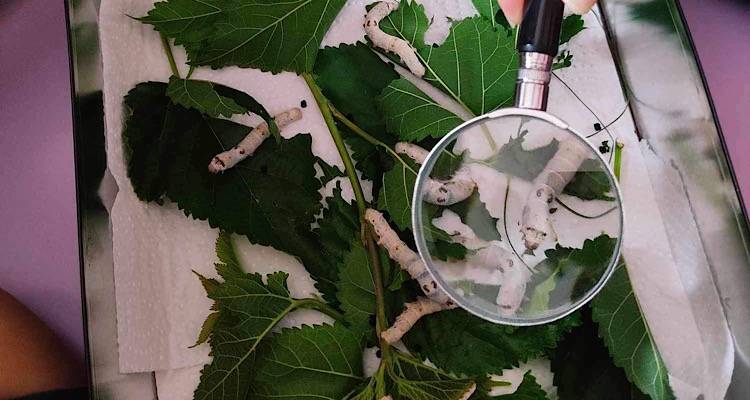 Η Σταυρούλα Φραγκουδάκη «ζωντανεύει» για τους μαθητές της Λήμνου την «Ωραία Μεταμορφωμένη» της.