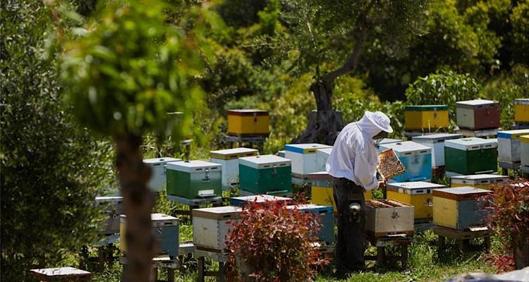 Επαρχείο Λήμνου: «Υποχρεωτική Δήλωση Κατεχόμενων Κυψελών από 1/9/2024 έως 20/11/2024»