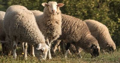 Η Περιφέρεια Β. Αιγαίου εφιστά την προσοχή: Eστίες αφθώδους πυρετού και ευλογιάς αιγοπροβάτων στα τουρκικά παράλια