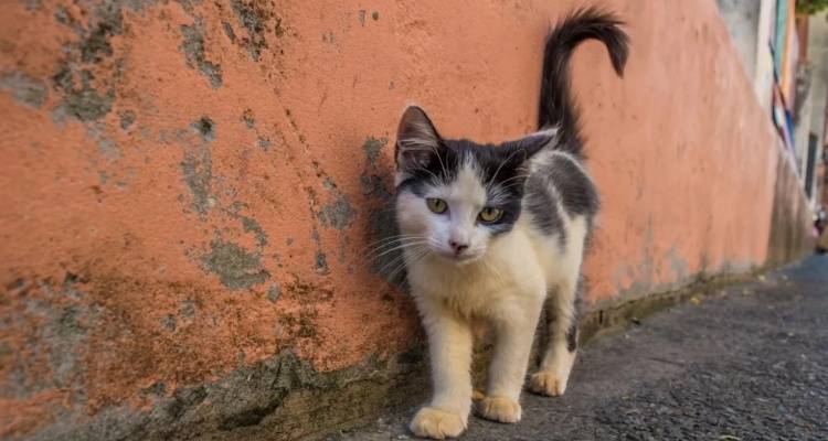 «Προσοχή! Φόλες στην περιοχή του Ρωμέικου Γιαλού»