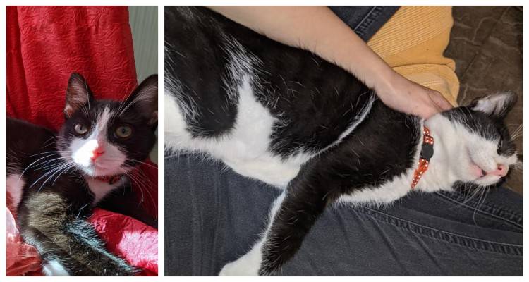 Χάθηκε γάτος στο Τσας της Μύρινας