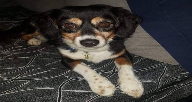 Χάθηκε σκυλί | Μπορείτε να βοηθήσετε