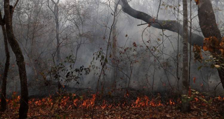 Βολιβία: Τουλάχιστον 2,3 εκατομμύρια άγρια ζώα εξαφανίστηκαν από τις φετινές φωτιές στα δάση