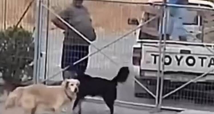 &Lambda;ή&mu;&nu;&omicron;&sigmaf;: &Sigma;&chi;&eta;&mu;&alpha;&tau;ί&sigma;&tau;&eta;&kappa;&epsilon; &delta;&iota;&kappa;&omicron;&gamma;&rho;&alpha;&phi;ί&alpha; &gamma;&iota;&alpha; &tau;&eta;&nu; &epsilon;&gamma;&kappa;&alpha;&tau;ά&lambda;&epsilon;&iota;&psi;&eta; &sigma;&kappa;ύ&lambda;&omega;&nu; &sigma;&tau;&omicron; &Delta;&eta;&mu;&omicron;&tau;&iota;&kappa;ό &Kappa;&upsilon;&nu;&omicron;&kappa;&omicron;&mu;&epsilon;ί&omicron;