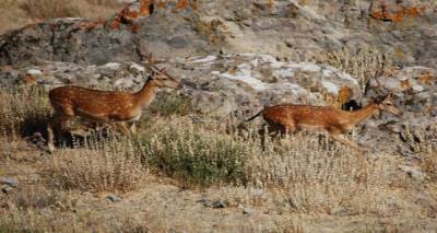 "&Theta;&epsilon;&tau;&iota;&kappa;ή &eta; &sigma;&tau;ά&sigma;&eta; &tau;&omega;&nu; &Lambda;&eta;&mu;&nu;&iota;ώ&nu; &alpha;&pi;έ&nu;&alpha;&nu;&tau;&iota; &sigma;&tau;&alpha; &epsilon;&lambda;ά&phi;&iota;&alpha; &tau;&omicron;&upsilon; &nu;&eta;&sigma;&iota;&omicron;ύ"