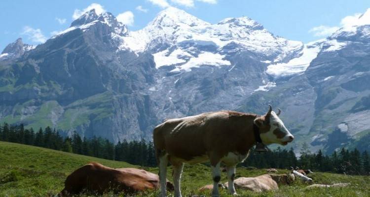 &Eta; &Epsilon;&lambda;&beta;&epsilon;&tau;ί&alpha; &alpha;&nu;&alpha;&zeta;&eta;&tau;ά &alpha;&gamma;&rho;ό&tau;&epsilon;&sigmaf; &mu;&epsilon; 3 &chi;&iota;&lambda;&iota;ά&delta;&epsilon;&sigmaf; &mu;&iota;&sigma;&theta;ό
