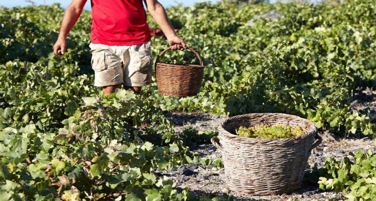 &Epsilon;&Lambda;&Gamma;&Alpha;: &Pi;&omicron;&rho;ί&sigma;&mu;&alpha;&tau;&alpha; &epsilon;&kappa;&tau;ί&mu;&eta;&sigma;&eta;&sigmaf; &zeta;&eta;&mu;&iota;ώ&nu; &alpha;&pi;ό &kappa;&alpha;ύ&sigma;&omega;&nu;&alpha; &sigma;&epsilon; &alpha;&mu;&pi;έ&lambda;&iota;&alpha; &tau;&omega;&nu; &Tau;.&Kappa;. &Kappa;&alpha;&rho;&pi;&alpha;&sigma;ί&omicron;&upsilon; - &Beta;ά&rho;&omicron;&upsilon;&sigmaf; - &Sigma;&alpha;&rho;&delta;ώ&nu; - &Kappa;&alpha;&tau;&alpha;&lambda;ά&kappa;&kappa;&omicron;&upsilon;