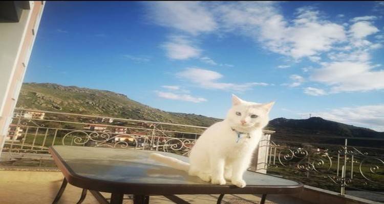 Βρέθηκε δεσποζόμενη γάτα στον Πλατύ