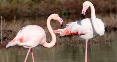 elliniki-ornithologiki-etaireia-katametrontas-ta-poulia-stous-ellinikoys-ygrotopous