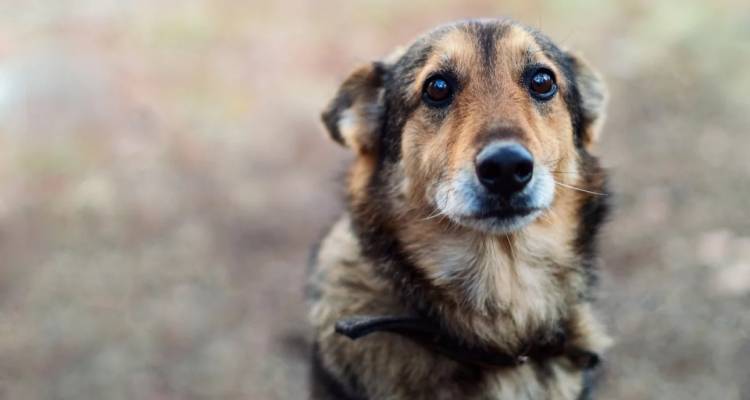 Θεσσαλονίκη: Φυλάκιση, με αναστολή, στον 47χρονο που είχε αλυσοδεμένα 14 σκυλιά