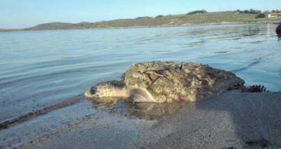 &Lambda;ή&mu;&nu;&omicron;&sigmaf;: &Nu;&epsilon;&alpha;&rho;ή &kappa;&omicron;&pi;έ&lambda;&alpha; έ&sigma;&omega;&sigma;&epsilon; &theta;&alpha;&lambda;ά&sigma;&sigma;&iota;&alpha; &chi;&epsilon;&lambda;ώ&nu;&alpha; &pi;&omicron;&upsilon; &kappa;&iota;&nu;&delta;ύ&nu;&epsilon;&psi;&epsilon; &alpha;&pi;ό &pi;&lambda;&alpha;&sigma;&tau;&iota;&kappa;ή &sigma;&alpha;&kappa;&omicron;ύ&lambda;&alpha; (photos &amp; video)
