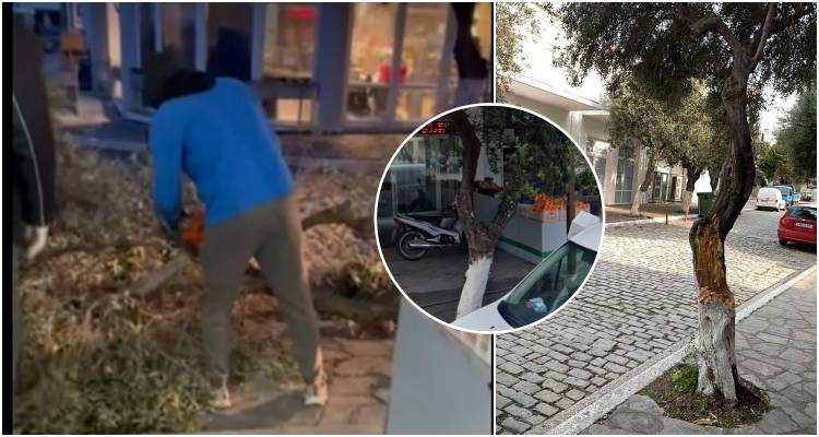 &Mu;ύ&rho;&iota;&nu;&alpha;: &Pi;&tau;ώ&sigma;&eta; &mu;&epsilon;&gamma;ά&lambda;&omicron;&upsilon; &kappa;&lambda;&alpha;&delta;&iota;&omicron;ύ &sigma;&tau;&omicron; &Tau;&rho;ί&phi;&omega;&tau;&omicron; (video)