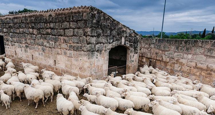 Λήμνος: Από τη Δευτέρα 13/10 ξεκινάει η απολύμανση οχημάτων για την πρόληψη της ευλογιάς αιγοπροβάτων