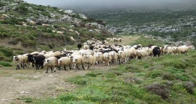 Ανακοινώθηκε το αποτέλεσμα του δείγματος από το ύποπτο κρούσμα ευλογιάς στη Λήμνο