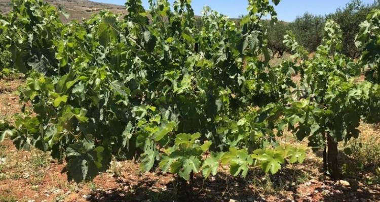 &Epsilon;&rho;ώ&tau;&eta;&sigma;&eta; &Kappa;&omicron;&mu;&nu;&eta;&nu;ά&kappa;&alpha; &gamma;&iota;&alpha; &tau;&eta;&nu; ά&mu;&epsilon;&sigma;&eta; &kappa;&alpha;&iota; &omicron;&lambda;&iota;&kappa;ή &alpha;&pi;&omicron;&zeta;&eta;&mu;ί&omega;&sigma;&eta; &tau;&omega;&nu; &alpha;&mu;&pi;&epsilon;&lambda;&omicron;&kappa;&alpha;&lambda;&lambda;&iota;&epsilon;&rho;&gamma;&eta;&tau;ώ&nu; &tau;&eta;&sigmaf; &Lambda;ή&mu;&nu;&omicron;&upsilon;