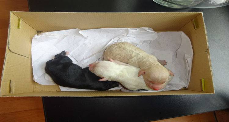 3 νεογέννητα κουταβάκια αναζητούν θαλπωρή και νέα οικογένεια (photos)