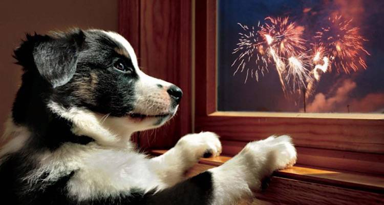 Προσοχή! Την Ανάσταση προστατέψτε τα ζώα σας από τα πυροτεχνήματα