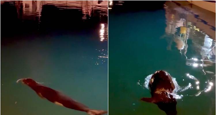 Η φώκια του λιμανιού της Μύρινας πιο εξοικειωμένη από ποτέ χαρίζει κόλπα στους περαστικούς (vídeo)