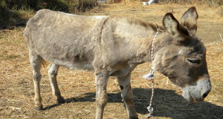 Το Φιλοζωικό Σωματείο Λήμνου ενημερώνει για τις εξελίξεις στη ζωή του «Παντελή»