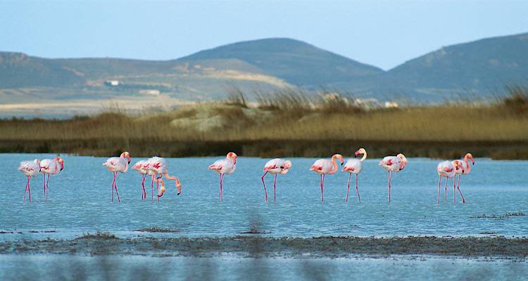 &Tau;&epsilon;&chi;&nu;&iota;&kappa;ό &Epsilon;&pi;&iota;&mu;&epsilon;&lambda;&eta;&tau;ή&rho;&iota;&omicron; &Beta;&Alpha; &Alpha;&iota;&gamma;&alpha;ί&omicron;&upsilon;: &Zeta;&eta;&tau;ά &tau;&eta;&nu; &alpha;&pi;ό&sigma;&upsilon;&rho;&sigma;&eta; &tau;&eta;&sigmaf; &pi;&rho;ό&tau;&alpha;&sigma;&eta;&sigmaf; &gamma;&iota;&alpha; &tau;&alpha; &Epsilon;&theta;&nu;&iota;&kappa;ά &Pi;ά&rho;&kappa;&alpha; &sigma;&tau;&omicron; &Beta;ό&rho;&epsilon;&iota;&omicron; &Alpha;&iota;&gamma;&alpha;ί&omicron;