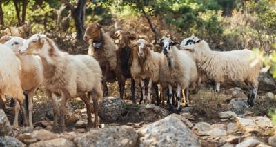 &Alpha;&mu;&phi;&iota;&sigma;&beta;&eta;&tau;&epsilon;ί&tau;&alpha;&iota; &eta; ύ&pi;&alpha;&rho;&xi;&eta; &tau;&eta;&sigmaf; &laquo;&sigma;&pi;ά&nu;&iota;&alpha;&sigmaf; &phi;&upsilon;&lambda;ή&sigmaf; &alpha;&iota;&gamma;&omicron;&pi;&rho;&omicron;&beta;ά&tau;&omega;&nu; &Rho;&omicron;&upsilon;&mu;&lambda;&omicron;&upsilon;&kappa;ί&omicron;&upsilon;&raquo;: &Tau;&iota; &kappa;&alpha;&tau;&alpha;&gamma;&gamma;έ&lambda;&lambda;&epsilon;&iota; &kappa;&alpha;&theta;&eta;&gamma;&eta;&tau;ή&sigmaf; &kappa;&tau;&eta;&nu;&iota;&alpha;&tau;&rho;&iota;&kappa;ή&sigmaf;, &omicron; &pi;&alpha;&rho;ά&gamma;&omicron;&nu;&tau;&alpha;&sigmaf; &epsilon;&pi;&iota;&delta;&omicron;&tau;ή&sigma;&epsilon;&iota;&sigmaf;
