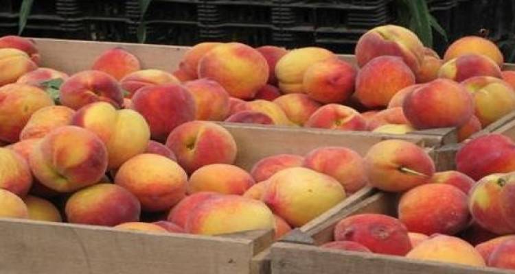 Δωρεάν διανομή φρούτων στους κατοίκους της Μύρινας