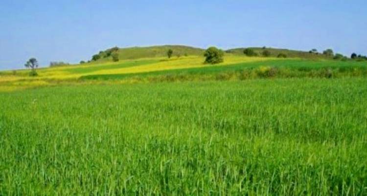 Λήμνος: Η συμβολαιακή καλλιέργεια κριθαριού φέρνει σταθερότητα σε δύσκολη χρονιά