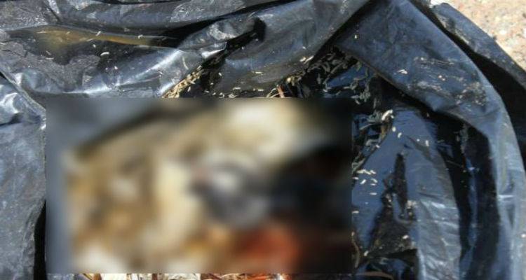 &Rho;ί&psi;&eta; &nu;&epsilon;&kappa;&rho;ώ&nu; &zeta;ώ&omega;&nu; &sigma;&tau;&omicron;&upsilon;&sigmaf; &kappa;ά&delta;&omicron;&upsilon;&sigmaf; &kappa;&omicron;&nu;&tau;έ&iota;&nu;&epsilon;&rho;