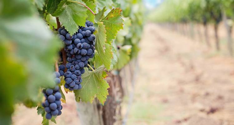 &Delta;&iota;&epsilon;&upsilon;&kappa;&rho;ί&nu;&iota;&sigma;&eta; &gamma;&iota;&alpha; &tau;&iota;&sigmaf; &delta;&eta;&lambda;ώ&sigma;&epsilon;&iota;&sigmaf; &sigma;&upsilon;&gamma;&kappa;&omicron;&mu;&iota;&delta;ή&sigmaf; &omicron;&iota;&nu;&omicron;&pi;&omicron;&iota;ή&sigma;&iota;&mu;&omega;&nu; &sigma;&tau;&alpha;&phi;&upsilon;&lambda;&iota;ώ&nu; &alpha;&pi;ό &tau;&omicron; &Upsilon;&Pi;&Alpha;&Alpha;&Tau;