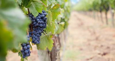 &Delta;&iota;&epsilon;&upsilon;&kappa;&rho;ί&nu;&iota;&sigma;&eta; &gamma;&iota;&alpha; &tau;&iota;&sigmaf; &delta;&eta;&lambda;ώ&sigma;&epsilon;&iota;&sigmaf; &sigma;&upsilon;&gamma;&kappa;&omicron;&mu;&iota;&delta;ή&sigmaf; &omicron;&iota;&nu;&omicron;&pi;&omicron;&iota;ή&sigma;&iota;&mu;&omega;&nu; &sigma;&tau;&alpha;&phi;&upsilon;&lambda;&iota;ώ&nu; &alpha;&pi;ό &tau;&omicron; &Upsilon;&Pi;&Alpha;&Alpha;&Tau;