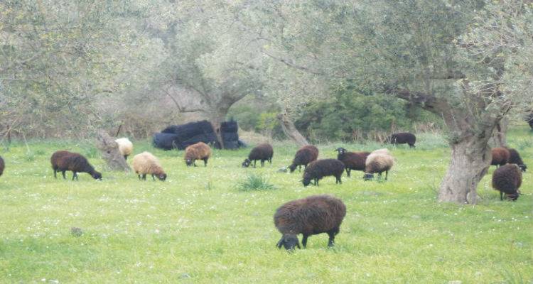 &Epsilon;&pi;&iota;&beta;&epsilon;&beta;&alpha;&iota;ώ&theta;&eta;&kappa;&epsilon; &eta; &epsilon;&upsilon;&lambda;&omicron;&gamma;&iota;ά &sigma;&tau;&omicron; &Mu;&alpha;&nu;&tau;&alpha;&mu;ά&delta;&omicron; | &Theta;&alpha;&nu;&alpha;&tau;ώ&theta;&eta;&kappa;&epsilon; &omicron;&lambda;ό&kappa;&lambda;&eta;&rho;&omicron; &tau;&omicron; &kappa;&omicron;&pi;ά&delta;&iota;