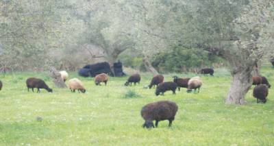 &Epsilon;&pi;&iota;&beta;&epsilon;&beta;&alpha;&iota;ώ&theta;&eta;&kappa;&epsilon; &eta; &epsilon;&upsilon;&lambda;&omicron;&gamma;&iota;ά &sigma;&tau;&omicron; &Mu;&alpha;&nu;&tau;&alpha;&mu;ά&delta;&omicron; | &Theta;&alpha;&nu;&alpha;&tau;ώ&theta;&eta;&kappa;&epsilon; &omicron;&lambda;ό&kappa;&lambda;&eta;&rho;&omicron; &tau;&omicron; &kappa;&omicron;&pi;ά&delta;&iota;