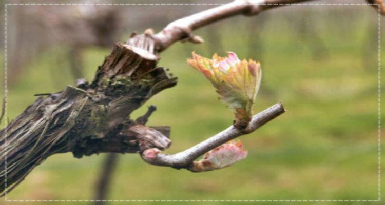 &Alpha;&tau;&sigma;&iota;&kappa;ή: &Xi;&epsilon;&kappa;ί&nu;&eta;&sigma;&alpha;&nu; &omicron;&iota; &delta;&eta;&lambda;ώ&sigma;&epsilon;&iota;&sigmaf; &gamma;&iota;&alpha; &zeta;&eta;&mu;&iota;έ&sigmaf; &sigma;&tau;&alpha; &alpha;&mu;&pi;έ&lambda;&iota;&alpha; &alpha;&pi;ό &alpha;&gamma;&rho;&iota;&omicron;&kappa;&omicron;ύ&nu;&epsilon;&lambda;&alpha;