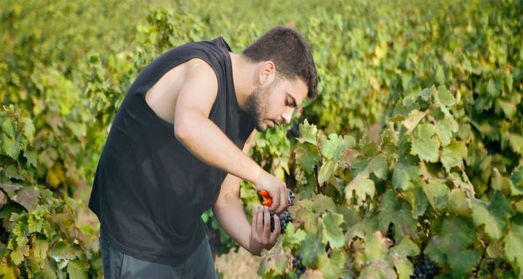 Ένωση Λήμνου: Αλλαγή στην τελική ημερομηνία παραλαβής Μοσχάτου | Πότε ξεκινάει ο τρύγος για το Καλαμπάκι