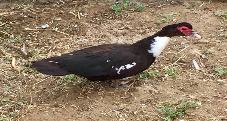 Βρέθηκε η νέα «μασκότ» στα Ρηχά Νερά της Μύρινας;