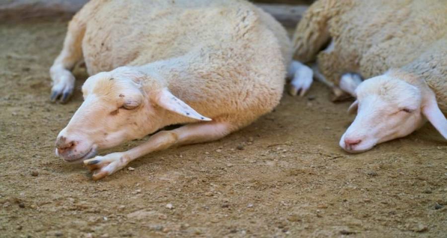 Ενημέρωση της Περιφέρειας Βορείου Αιγαίου για νέες εστίες Καταρροϊκού Πυρετού στη χώρα