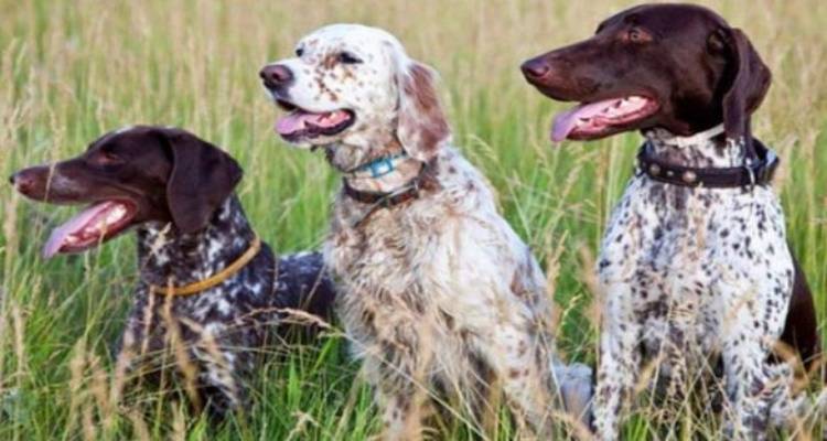 Αλλαγές έρχονται για τα ζώα συντροφιάς και τα κυνηγόσκυλα | Ο Κυνηγετικός Σύλλογος Λήμνου ενημερώνει