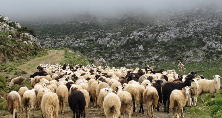&Eta; &laquo;Έ&nu;&omega;&sigma;&eta;&raquo; &Lambda;ή&mu;&nu;&omicron;&upsilon; &gamma;&iota;&alpha; &tau;&eta;&nu; &alpha;&pi;&omicron;&gamma;&rho;&alpha;&phi;ή &mu;&eta;&tau;&rho;ώ&omega;&nu; &alpha;&iota;&gamma;&omicron;&pi;&rho;&omicron;&beta;ά&tau;&omega;&nu; 2016